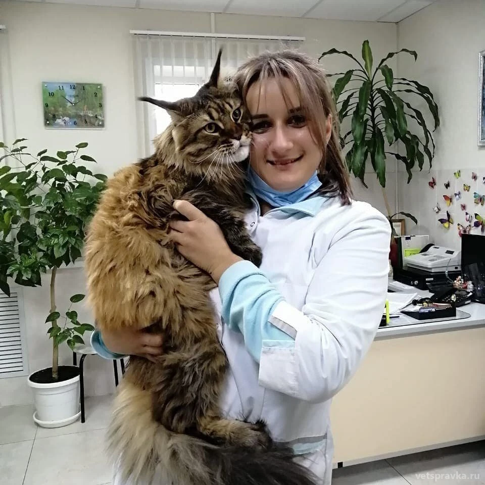 Ветеринарная клиника ИП Киктенко Н.А. | Телефон +7 (928) 963-45-73 | Отзывы  на VetSpravka.ru